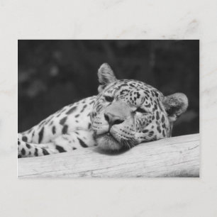 "Lazy Leopard" Postcard