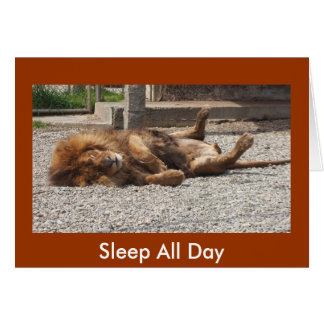 Lazy Lion