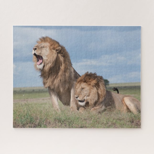 Lazy Lion Brothers on the Savannah Jigsaw Puzzle (Horizontal)