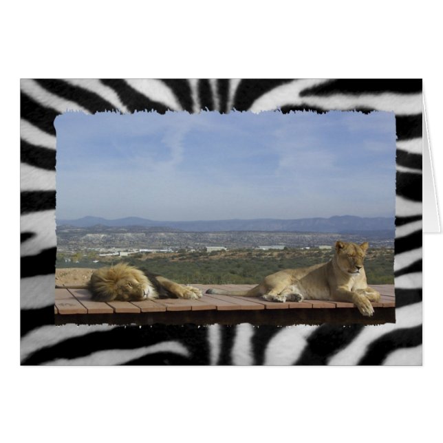 Lazy Lion Product (Front Horizontal)