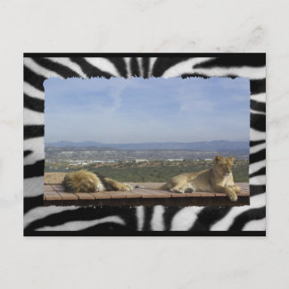 Lazy Lions Postcard