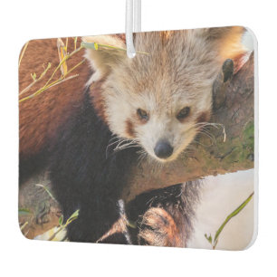 Lazy little red panda air freshener