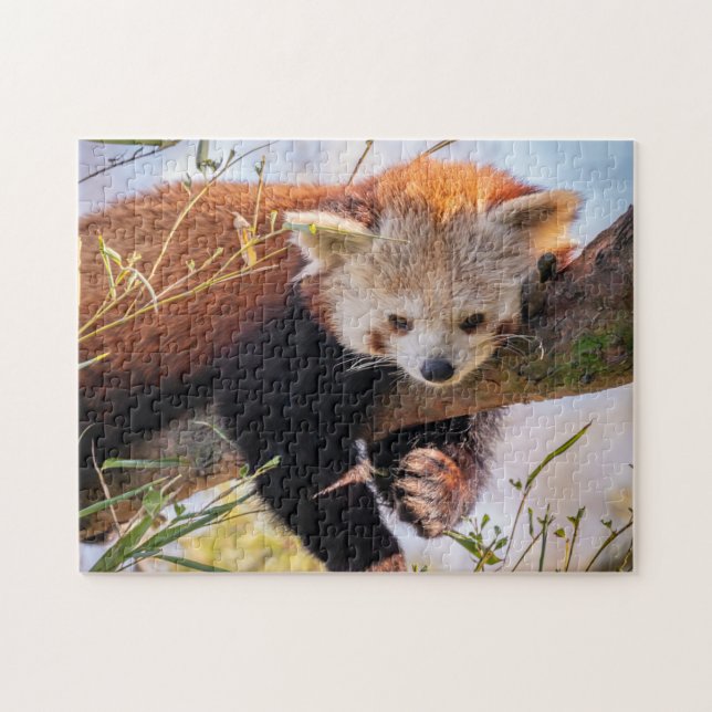 Lazy little red panda jigsaw puzzle (Horizontal)