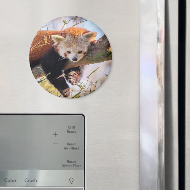 Lazy little red panda magnet (In Situ (Fridge))