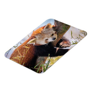 Lazy little red panda magnet