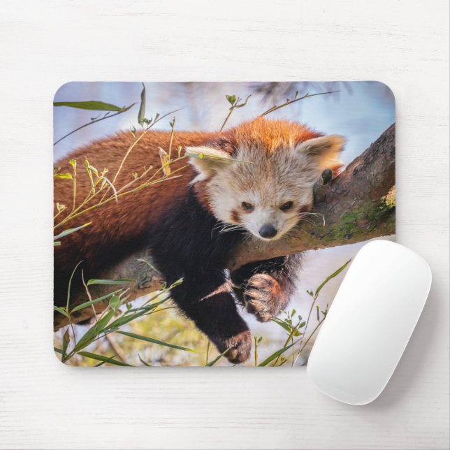 Lazy little red panda mouse pad (With Mouse)