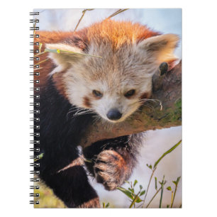 Lazy little red panda notebook