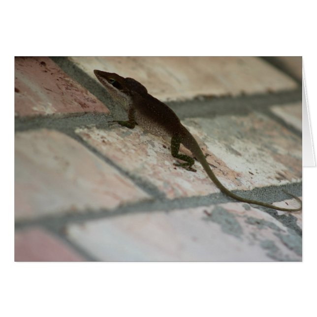 Lazy Lizard (Devant horizontal)