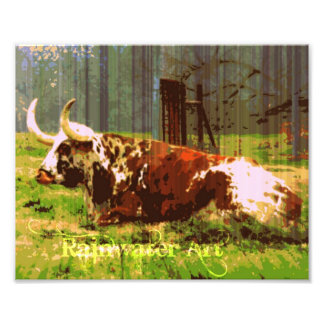 Lazy Longhorn Photo Print