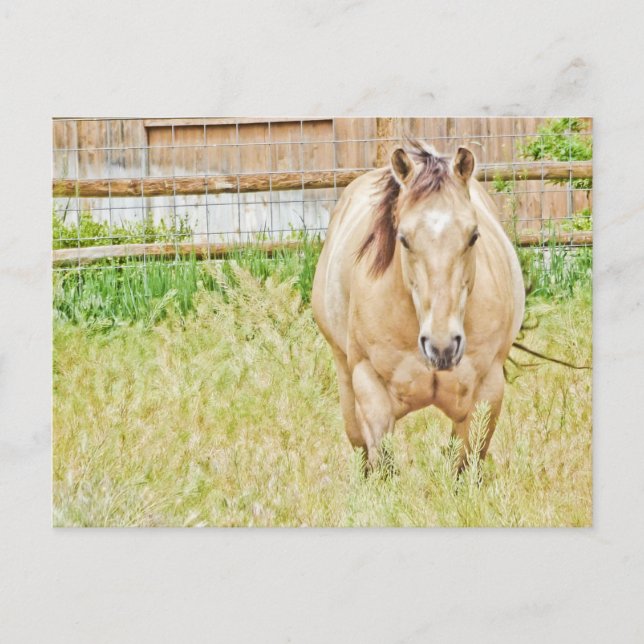 Lazy Morning Postcard (Front)