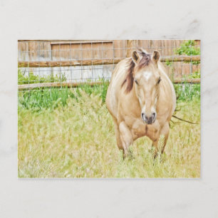 Lazy Morning Postcard