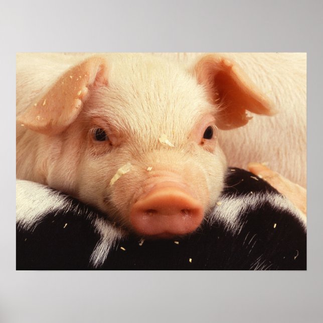 Lazy Piglet Poster (Front)