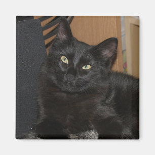 Lazy Ranger Cat Magnet