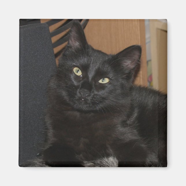 Lazy Ranger Cat Magnet (Front)