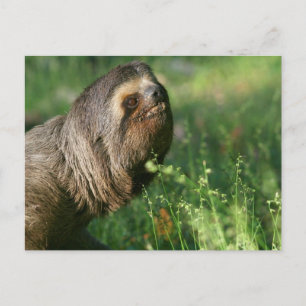 Lazy Sloth Postcard