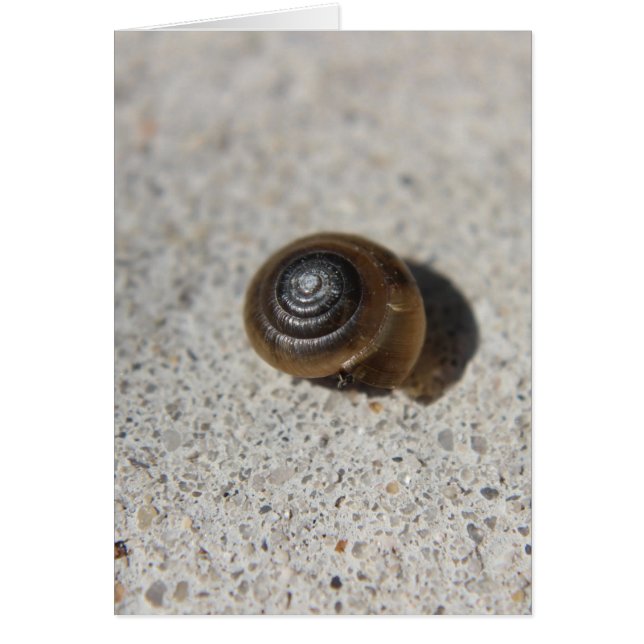 Lazy Snail (Front)