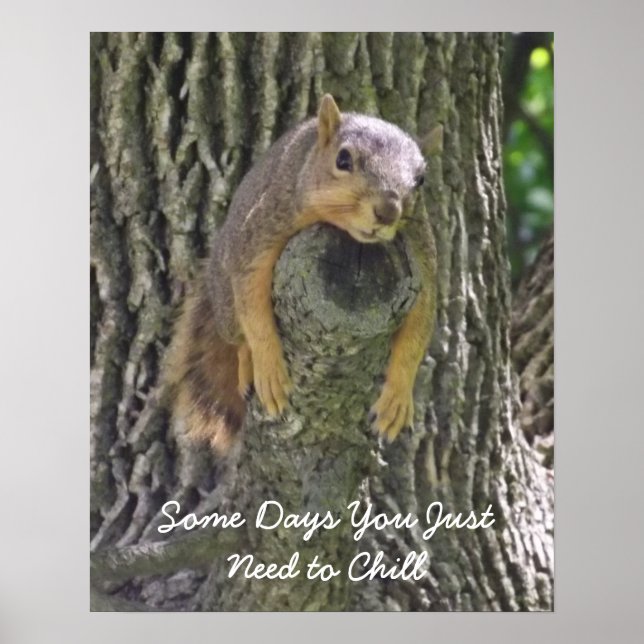 Lazy Squirrel Resting on Tree Branch Photography Poster (Front)