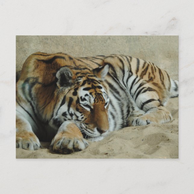 Lazy Tiger Stunning Big Cat Photo Postcard (Front)