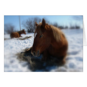 Lazy Winter Day