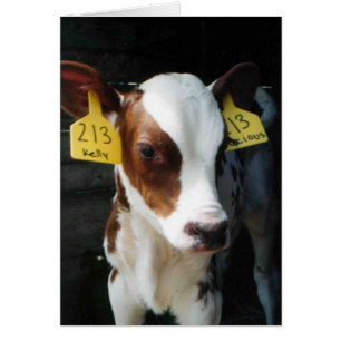 Le bébé de veaux de veau de laiterie effraye la