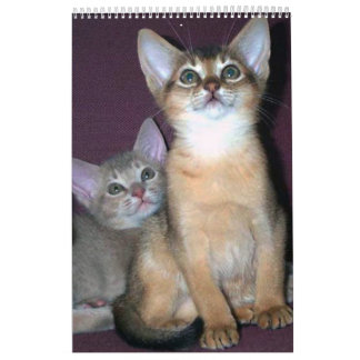 Le best-seller ! Calendrier abyssinien de chatons