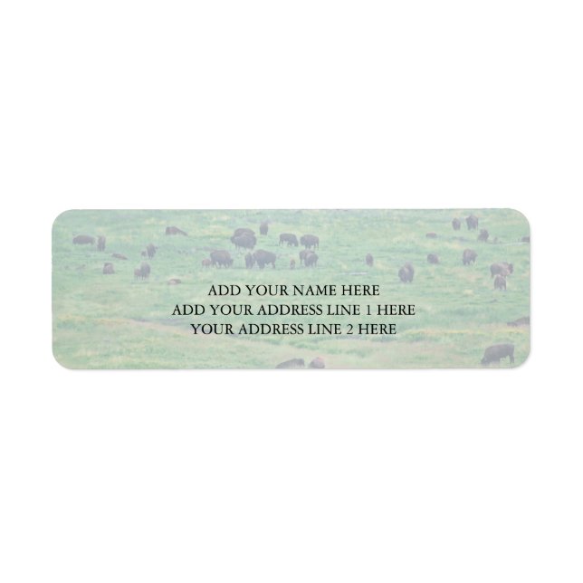 Le bison américain (Devant)