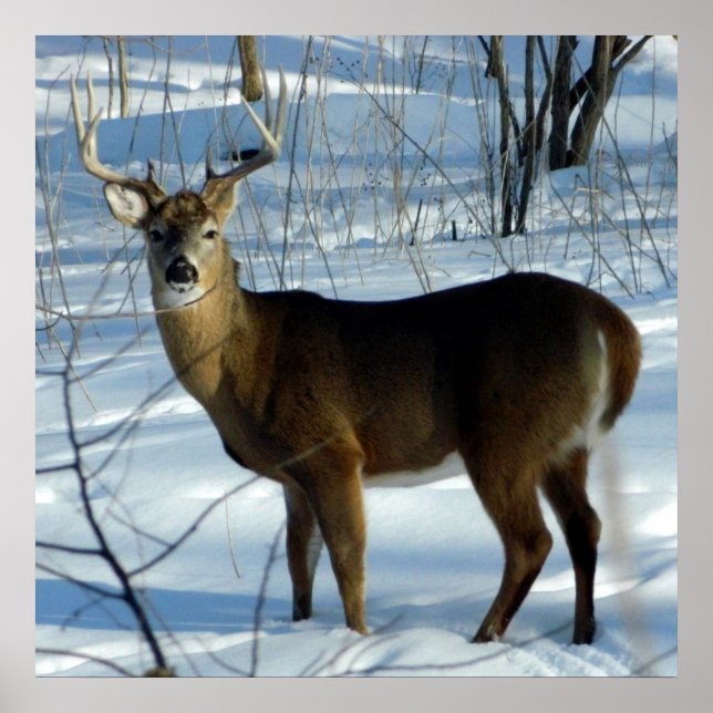 Le Buck Stops Here (Deer) Poster (Devant)