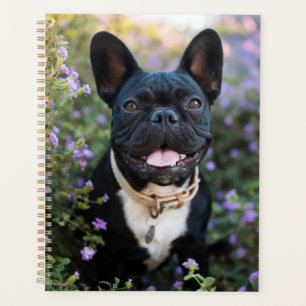 Le Bulldog français se tient en fleurs