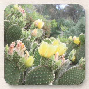 Le cactus fleurit des dessous de verre
