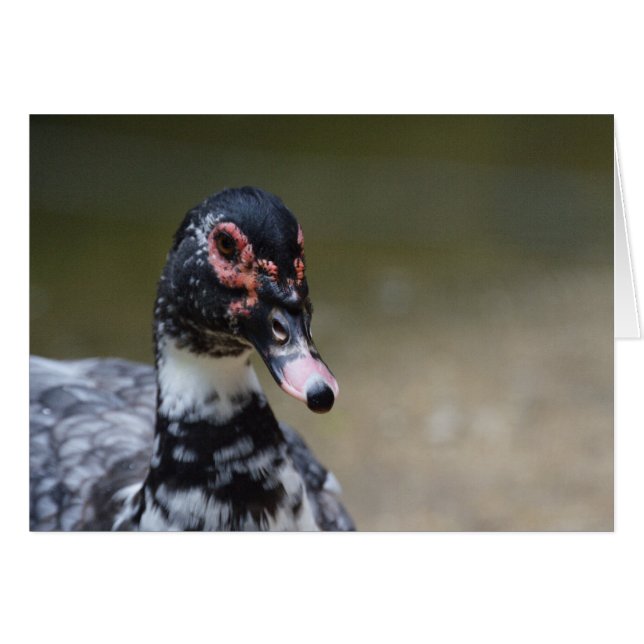 Le Caire moschata domestica (Devant horizontal)