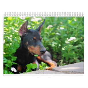 Le calendrier de chiot de dobermann a mis à jour