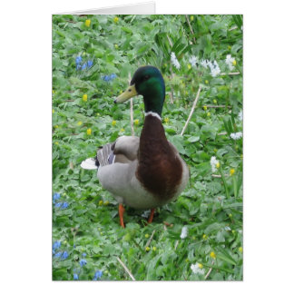 Le canard