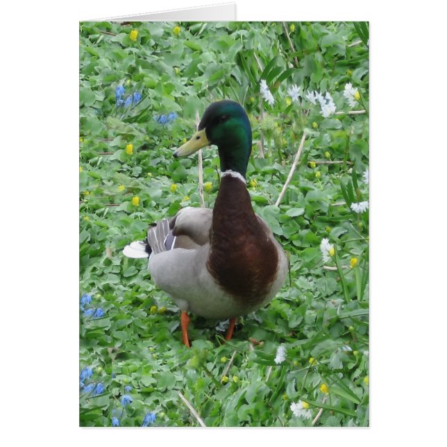 Le canard (Devant)