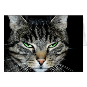 Le cancer est dur mais vous êtes plus fort Chat en