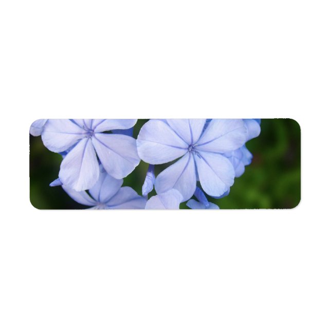Le Cap de Plumbago (Devant)