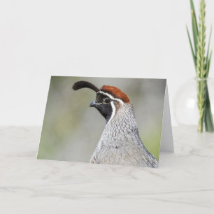 Le Carte pour notes de Quail de Gambel