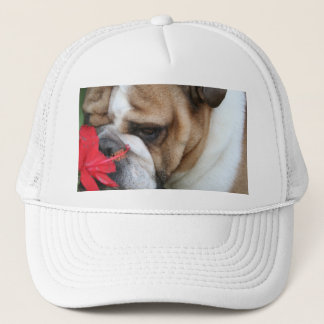 Le casquette de bouledogue "prennent du temps de