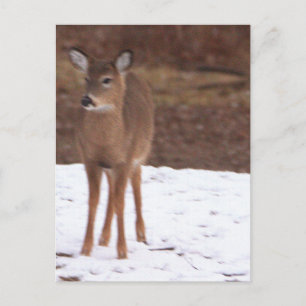 Le cerf dans la carte postale de neige