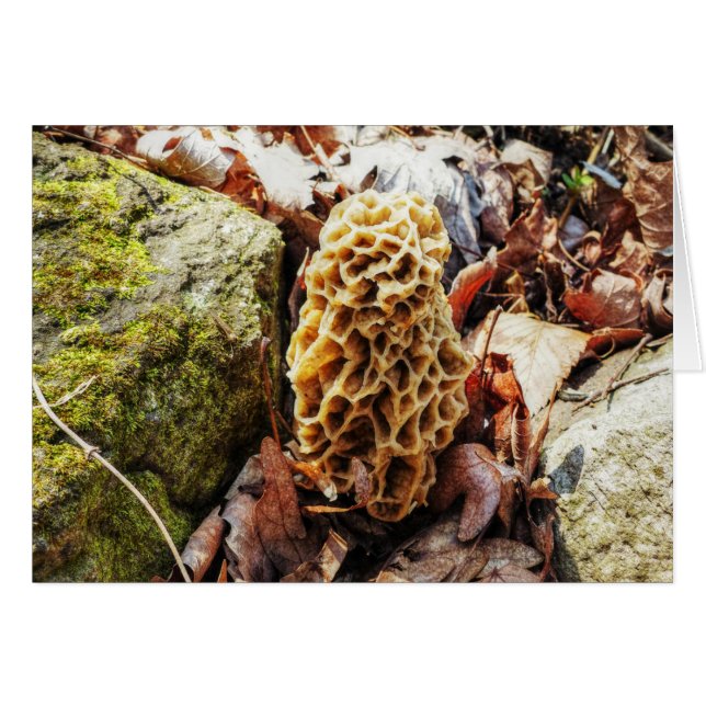 Le champignon Morel dans la nature (Devant horizontal)
