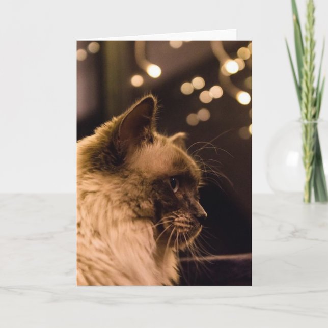 Le chat de Ragdoll allume la carte (Devant)