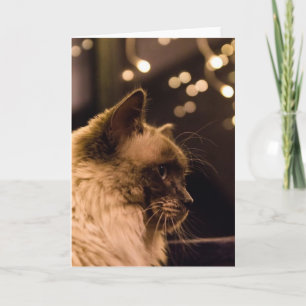 Le chat de Ragdoll allume la carte