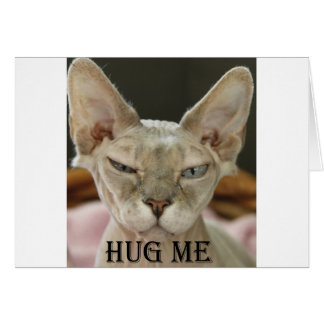 Le chat Hug Me