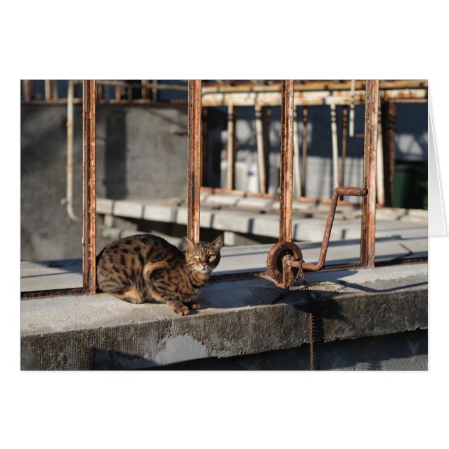 Le chat rouillé (Devant horizontal)
