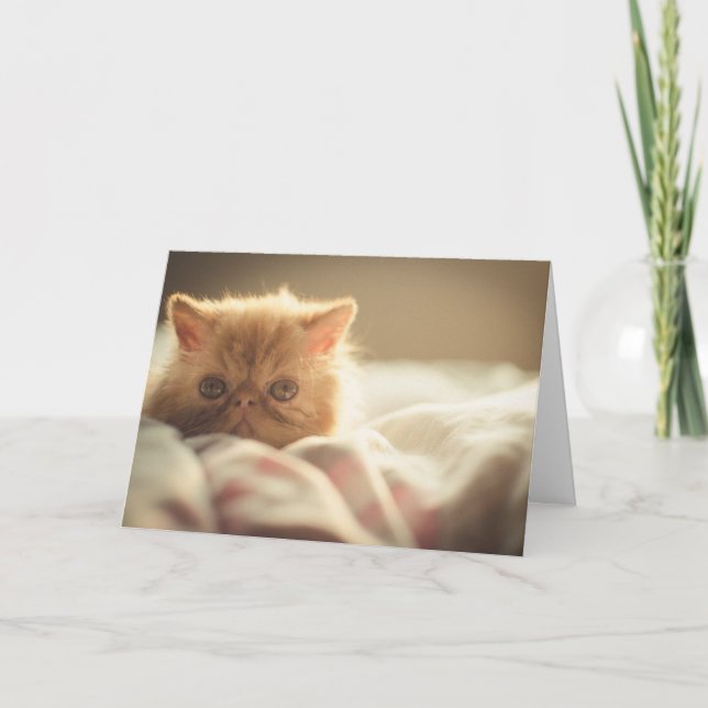 Le chaton persan de Snuggley obtiennent la carte (Devant)