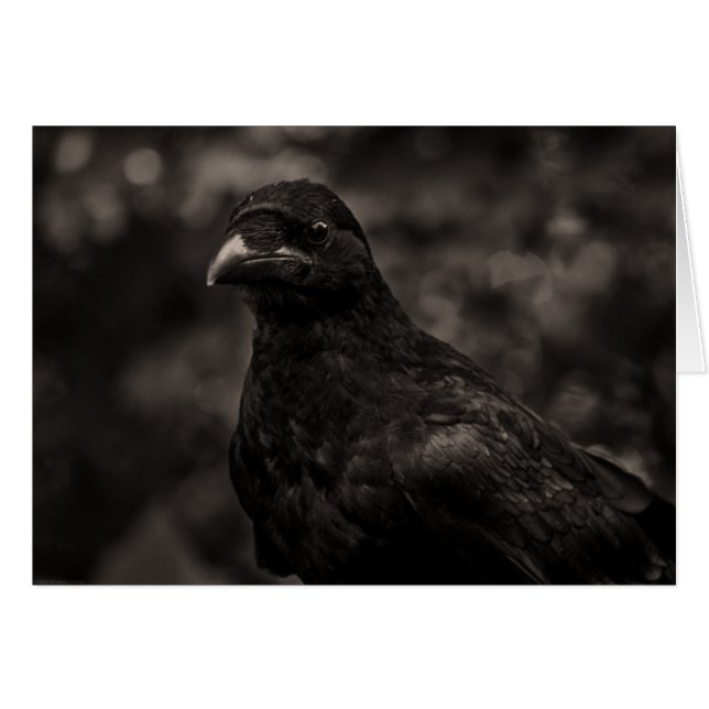 Le chercheur (Devant Horizontal)