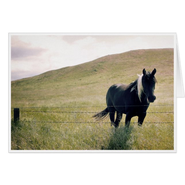 Le Cheval de Peinture (Devant horizontal)
