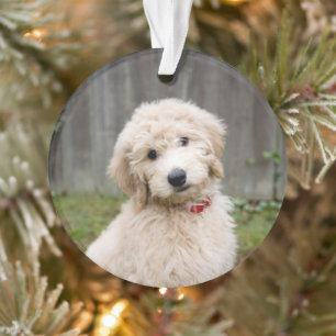 Le Chiot De Goldendoodle S'Assis Dans L'Herbe