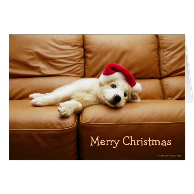 Le chiot porte un casquette de noël et est allongé (Devant horizontal)