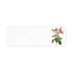 le chou s'est levé (foliacea de centifolia de