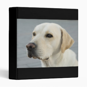 Le classeur d'or de labrador retriever